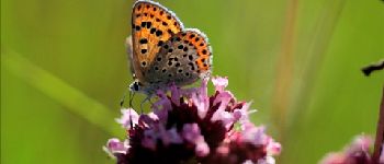 Punto de interés Ferrières - 4 - De l'origan et des papillons - Photo