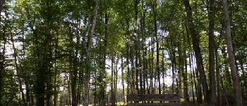 Point d'intérêt Courgenay - Chêne du Sauvageon - Photo
