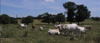 Point d'intérêt Paisy-Cosdon - Vaches... - Photo