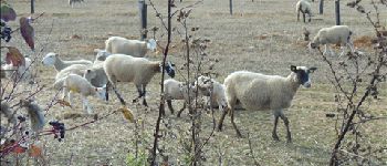 Point d'intérêt Aix-Villemaur-Pâlis - Moutons... - Photo