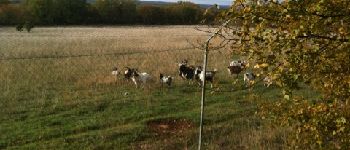 Punto di interesse Limogne-en-Quercy - Chèvres au pâturage - Photo