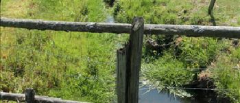 Punto di interesse Vaux-sur-Sûre - 1 – Des clôtures pour les rivières - Photo