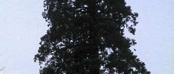 Point of interest Condé-sur-l'Escaut - Sequoia géant - Photo