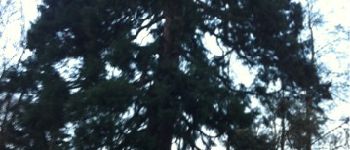 POI Uccle - Ukkel - séquoia géant - Photo