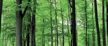 POI La Hulpe - la forêt de Soignes - Photo