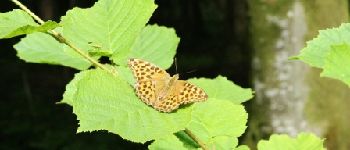 Point of interest Musson - Les petites ailes de la forêt - Photo
