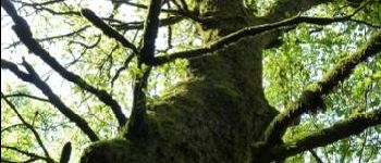 Punto de interés Wiltz - L'arbre-monument - Photo