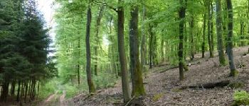 Punto de interés Wincrange - La forêt de Derenbach - Photo