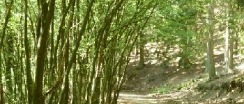 Punto di interesse La Roche-en-Ardenne - Le Bois de Broye - Photo