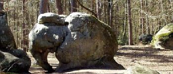 POI Fontainebleau - Le rocher de l'Elephant - Photo