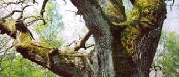 Punto de interés Fontainebleau - Le chêne Sully  - Photo