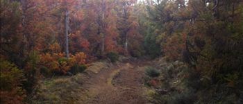 POI Le Tampon - sentier dans la forêt - Photo