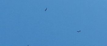 Punto di interesse Ossen - Les vautours - Photo