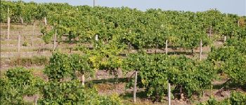 POI Criteuil-la-Magdeleine - Vineyards in bad shape - Photo