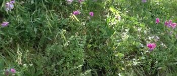 Point d'intérêt Montlainsia - Fleurs - Photo