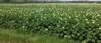 Point d'intérêt Beek - Zicht op Neerbeek, op voorgrond aardappels in bloei.  - Photo