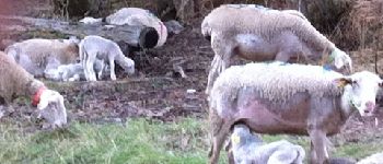 Punto de interés Chorges - Brebis et agneaux - Photo