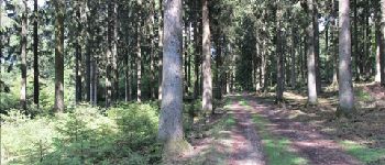 Point d'intérêt Florenville - Chemin forestier - Photo