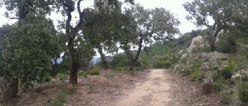 Point d'intérêt Bormes-les-Mimosas - sentier dans la forêt des Maures - Photo