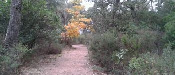 POI Bormes-les-Mimosas - couleur d'automne dans la forêt des Maures - Photo