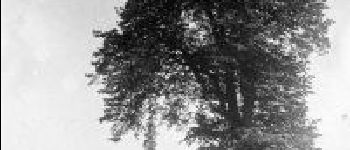 Point of interest Chastre - L'arbre de Blanmont ou le Petit Arbre - Photo