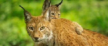 Punto de interés Rochefort - Wildlife Reserve - Photo