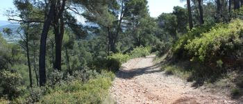 Point d'intérêt La Roque-d'Anthéron - Le chemin - Photo