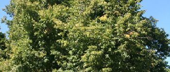 Punto de interés Ciney - The Conjoux linden tree - Photo