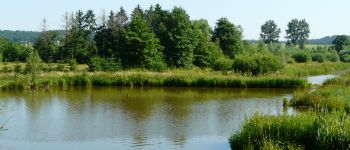 Point d'intérêt Sivry-Rance - L’étang du moulin - Photo