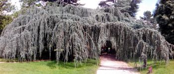 Punto di interesse Châtenay-Malabry - Un autre arbre - Photo