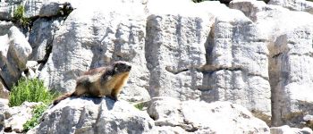 Point d'intérêt Brizon - Marmotte - Photo