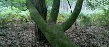 Point d'intérêt Fontainebleau - 02 - Curiosité végétale ! - Photo