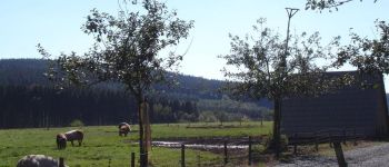 Punto di interesse Nassogne - Elevage de porcs des prairies d'Ardenne - Photo