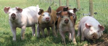 Point of interest Nassogne - Elevage de porcs des prairies d'Ardenne - Photo