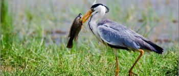 Point d'intérêt Saint-Hubert - Eviter les oiseaux pêcheurs - Photo
