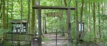 Punto de interés Sivry-Rance - The Bois de Bruyère (Bruyère Wood) - Photo
