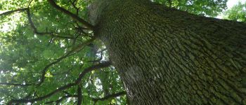 Punto di interesse Sivry-Rance - LArbre de la Jeunesse (The Tree of Youth) - Photo
