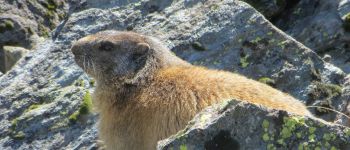 Point d'intérêt Val-d'Isère - une marmotte - Photo