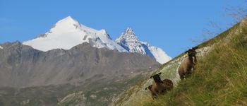 Punto di interesse Val-d'Isère - au milieu des moutons - Photo