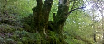 Punto di interesse Seix - 03 - Un arbre aux racines dévorantes - Photo
