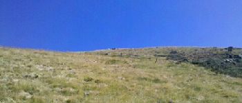 POI Sentenac-d'Oust - 02 - Plus très loin du sommet, un petit groupe de chèvres - Photo