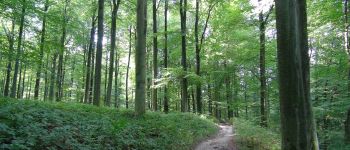 Point d'intérêt La Hulpe - La forêt de Soignes - Photo