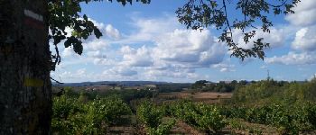 Punto di interesse Cahuzac-sur-Vère - 30 Vue sur les vignes - Photo