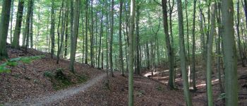 Punto de interés Uccle - Ukkel - Forêt de Soignes - Photo