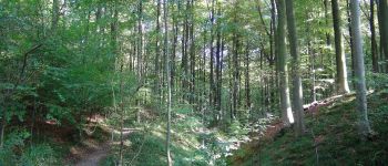 POI Uccle - Ukkel - Forêt de Soignes - Photo