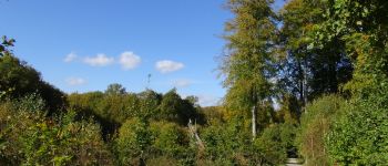 POI Watermaal-Bosvoorde - Forêt de Soignes - Photo