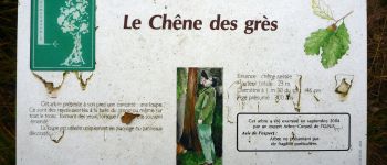 Point of interest Pontarmé - Chêne des Grès - Photo
