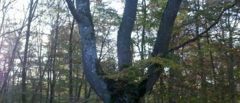 Point d'intérêt Fontainebleau - 01 - Un hêtre à 3 tiges en fourche - Photo