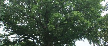 Point d'intérêt Assesse - Chêne pédonculé - Photo