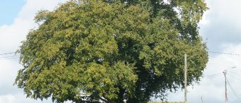 Point d'intérêt Assesse - Chêne pédonculé et Charmes commun - Photo